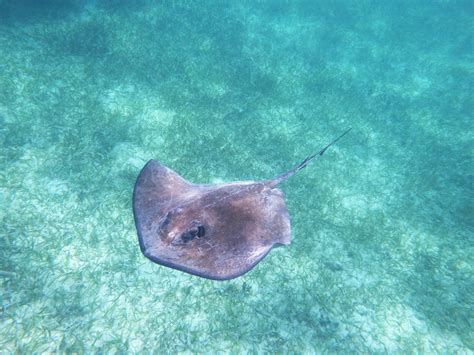 15 Stunning Facts About Stingrays Fact City