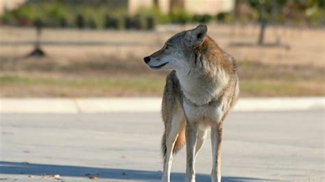 Getting Along With Urban Coyotes And Foxes Wisconsin Public Radio
