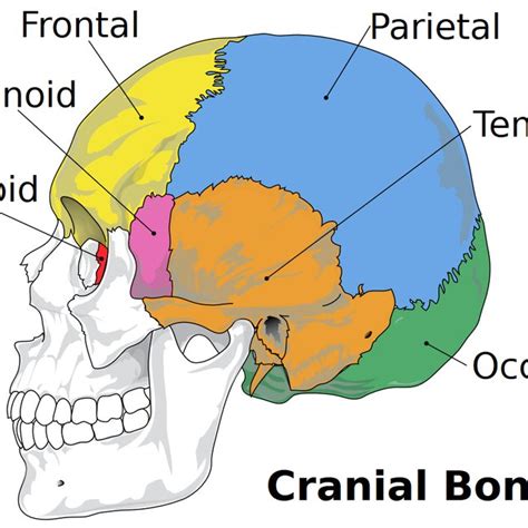 1 The Cranial Bones 11 Download Scientific Diagram
