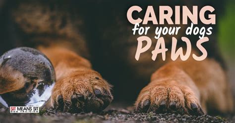 Caring For Your Dogs Paws Sit Means Sit Massachusetts