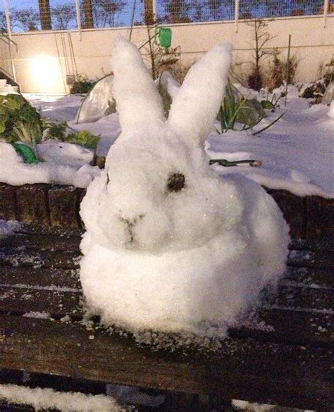 Winter Rabbit Snowman Baby Animals Funny Animals Cute Animals Winter