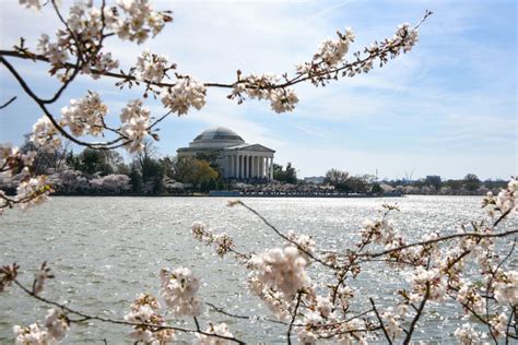 Cherry Blossoms At The Tidal Basin Smithsonian Photo Contest