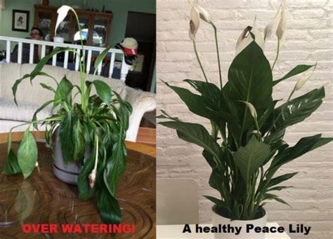 How To Care For A Peace Lily Plant Dengarden