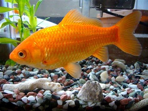 Tank size requirements for your goldfish. How Big Can Goldfish Get