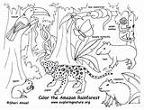Coloring Pages Rainforest Printable Animals Forest Kids Popular Rain Adults sketch template