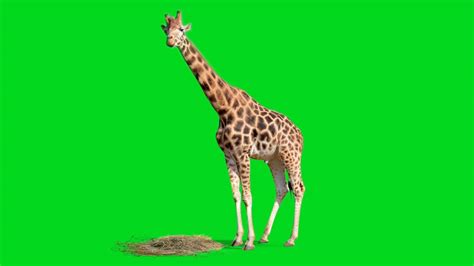 Green Screen Animals Giraffe Stock Footage Video Youtube