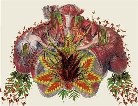As Colagens De Anatomia De Travis Bedel