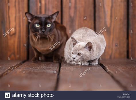 Kitten And Adult Cat Breed European Burmese Father And Son Sitting On