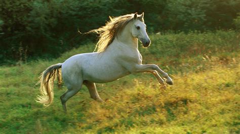 White Horse Wallpapers Pictures Images