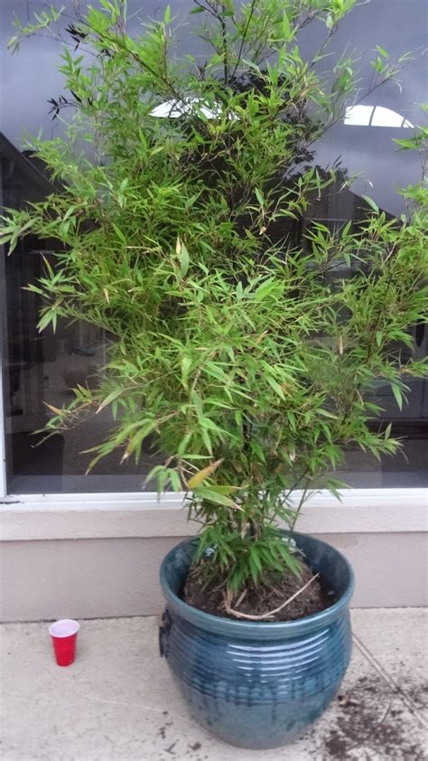 While growing bamboo in pots, do bear in mind that while repotting, you need to be sure of the growth patterns, as they are different and diverse. Life According to Lenetta: Planting Running Black Bamboo ...
