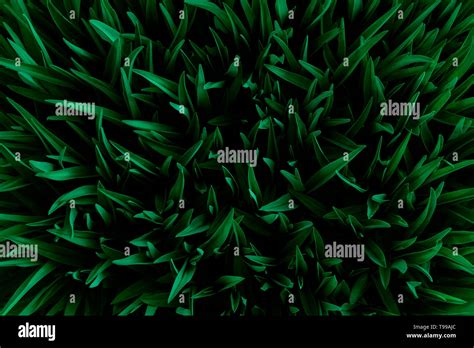 Grass Top View Minimalistic Background Emerald Green Lawn Close Up
