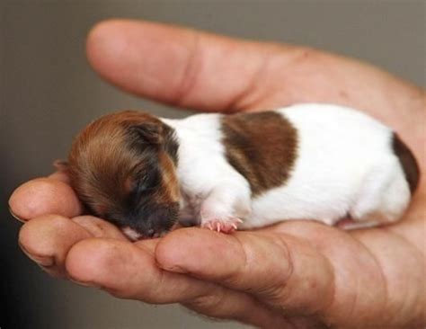 The jack russell mix can have multiple purebred or mixed breed lineage. Baby Jack Russell Terrier | Jack Russells | Pinterest