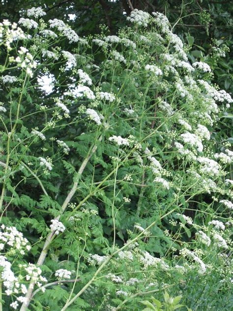 White makes us think of purity, innocence and serenity which is why it's very popular in wedding arrangements. Poison-hemlock identification and control: Conium ...