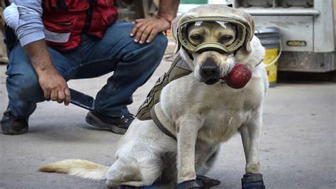 Frida La Heroica Perrita Rescatista Que Conquistó A México Tras El