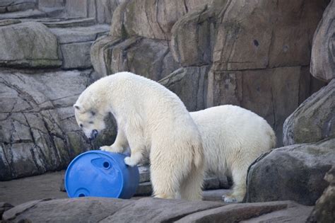 Polar Bears Playing Clippix Etc Educational Photos For Students And