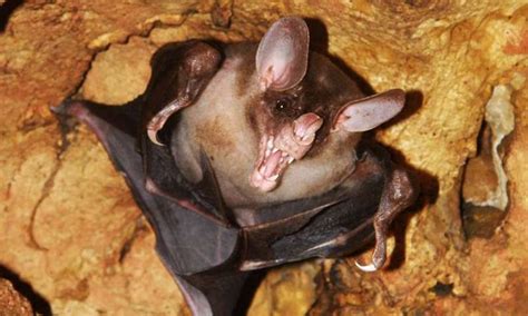 Spectral Bats Also Called False Vampire Bats For Their Imposing Size