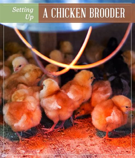 Setting Up A Chicken Brooder Homesteading Tips Chicken Brooder Brooder Homestead Chickens