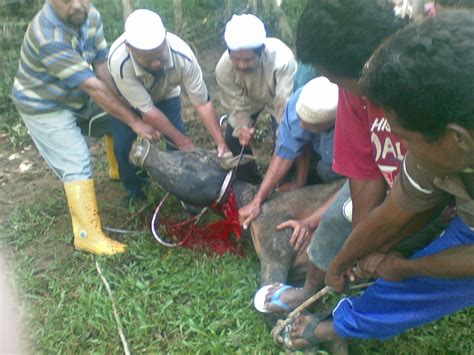 Reban ayam dalam bahasa arab. PEDAS AGRO FARM: Panduan Penyembelihan Haiwan & Stunning ...