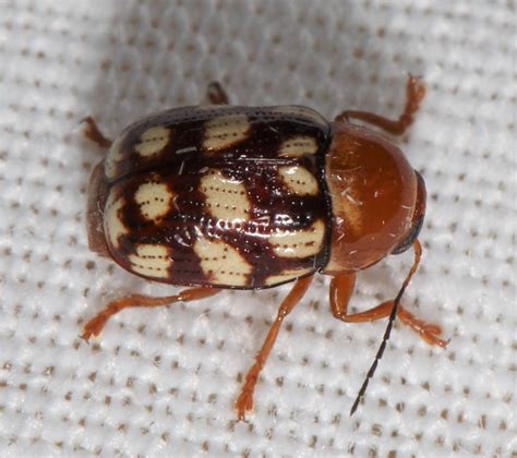 Maryland Biodiversity Project Fourteen Spotted Leaf Beetle
