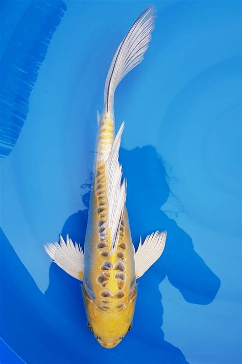 Butterfly Koi Fish For Sale