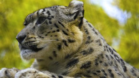 Close Snow Leopard Head Light Rain Stock Footage Video 100 Royalty