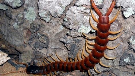 Fotos De Lacraia Venenosa