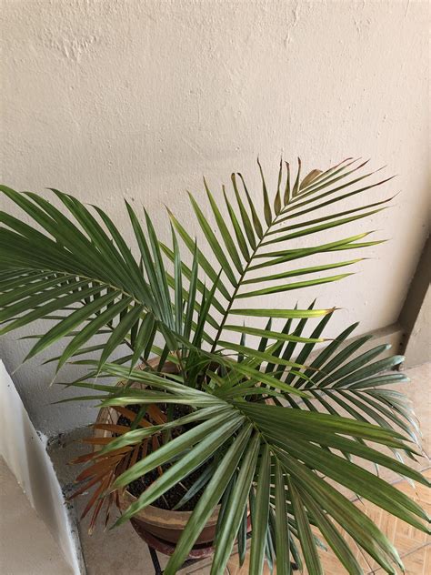 Palm Leaves Turning Brown Brown Spots Help Plantclinic