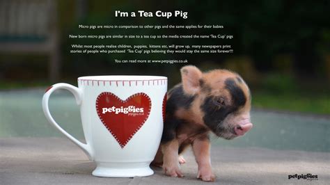 The truth about micro pigs: Tea Cup Pigs | Pet Piggies