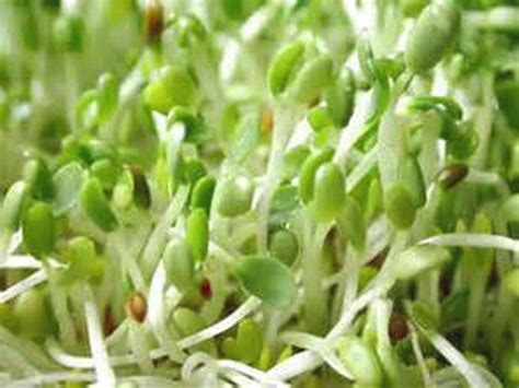 Organic Alfalfa Sprouting Seed Non Gmo High Sprout Germination