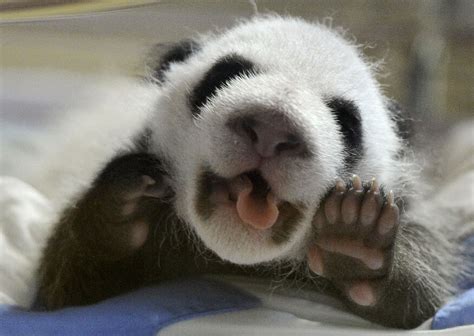Panda Pandas Baer Bears Baby Cute 52 Wallpapers Hd Desktop And