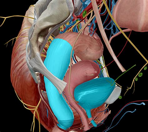 Anatomy of female urinary system. 5 Facts about the Anatomy of the Pelvic Cavity