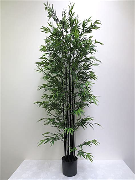 7′ Mini Black Bamboo Tree Anniebrook