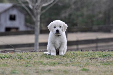Golden retriever puppies for sale. English Golden Retriever Puppies - Summer Brook English ...