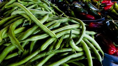 Las habas son una planta trepadora que se cultiva en todo el mundo por sus semillas, las cuales son muy utilizadas en diversas recetas. Habas, la legumbre de los deportistas