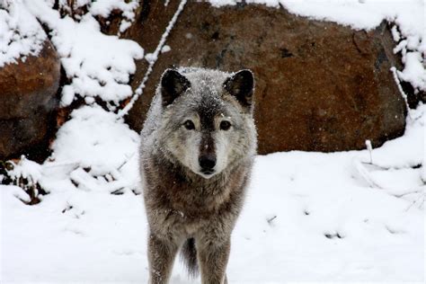 Animals Gray Wolf In Snow At The Smithsonians National Zo Flickr