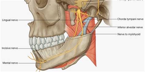 Nerve Blocks Of The Face And Mouth — Downeast Emergency Medicine