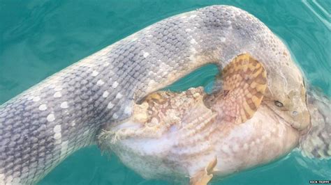 Fish And Snake Caught Mid Battle By Australian Fisherman Bbc News