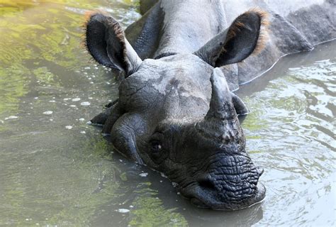 Rhino Population In Nepal Grows In Conservation Boost