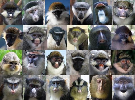 Species Of Monkey In The World