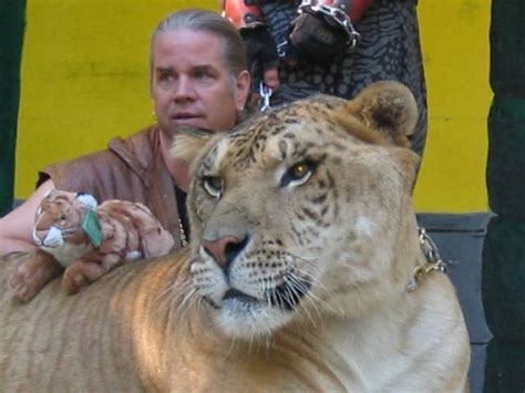 Ligers Tigons And Liligers All You Need To Know About Big Cat Hybrids