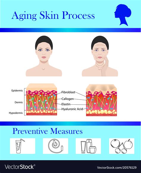 Aging Skin Process And Preventive Tipps Royalty Free Vector