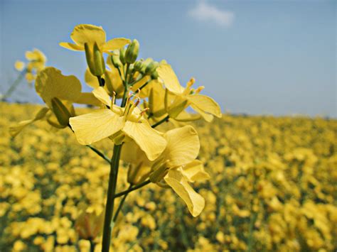 Mustard Seed Moments A Desert Bloom