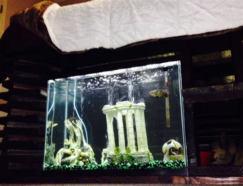 37 Gallons Fish Tanks And Aquariums