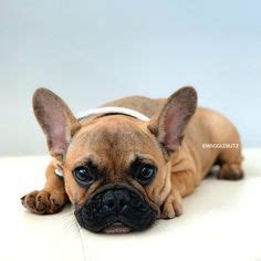Advice from breed experts to make a safe choice. Journey - WiggleButz French Bulldog Red Fawn Sable Puppy ...