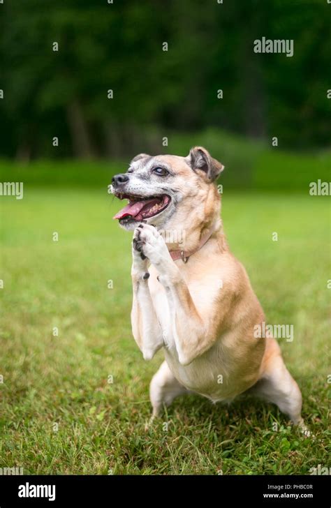 Praying Dog Hi Res Stock Photography And Images Alamy