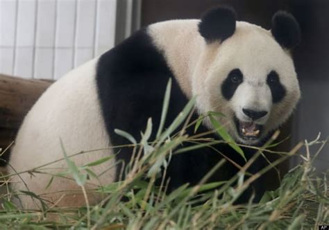 21 Totally Adorable Panda Photos The Hollywood Gossip