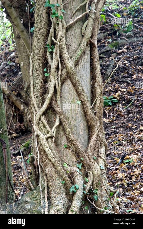 Vines Growing Up A Tree Stock Photo Alamy