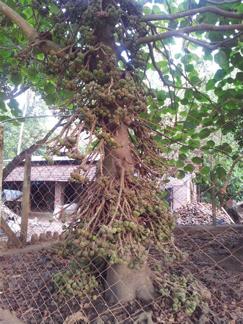Fig Tree At Thamarassery Kerala India Kerala India Fig Tree
