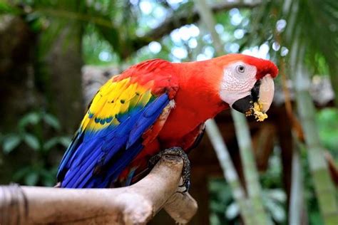 Главен град на државата е тегусигалпа. the national bird of Honduras, the Red Guara | Guara, Animals