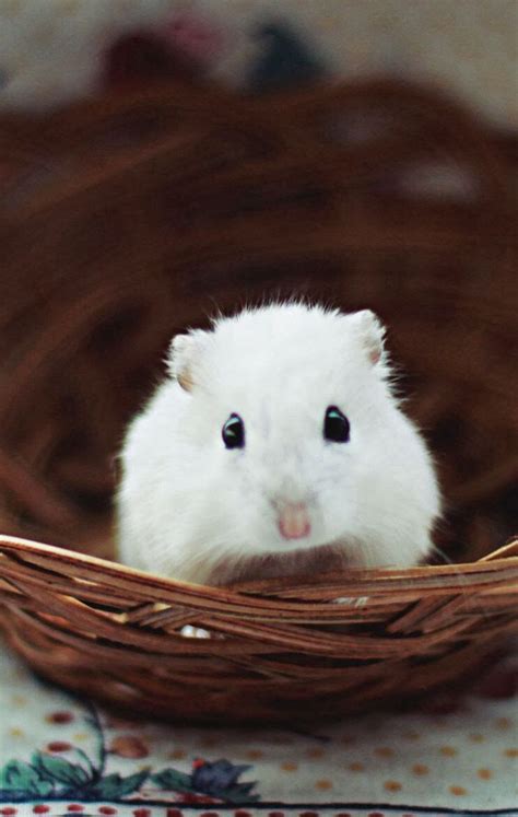 White Dwarf Hamster What A Cutie Hamsters As Pets Funny Hamsters